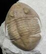 Asaphus Platyurus Trilobite - Russia #31312-1